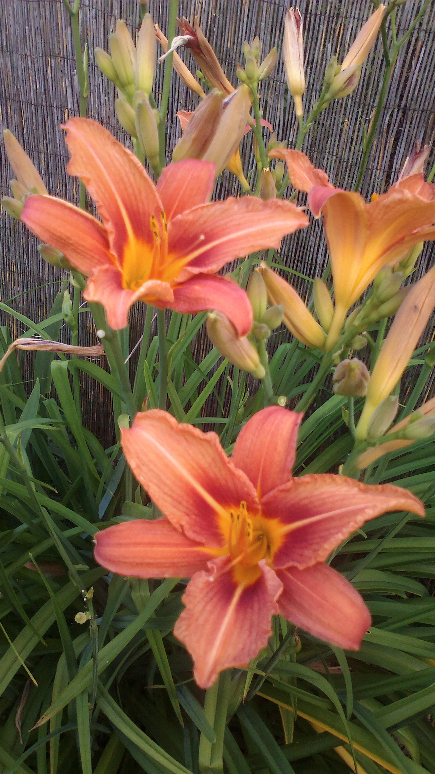 2015-06-29-0223
