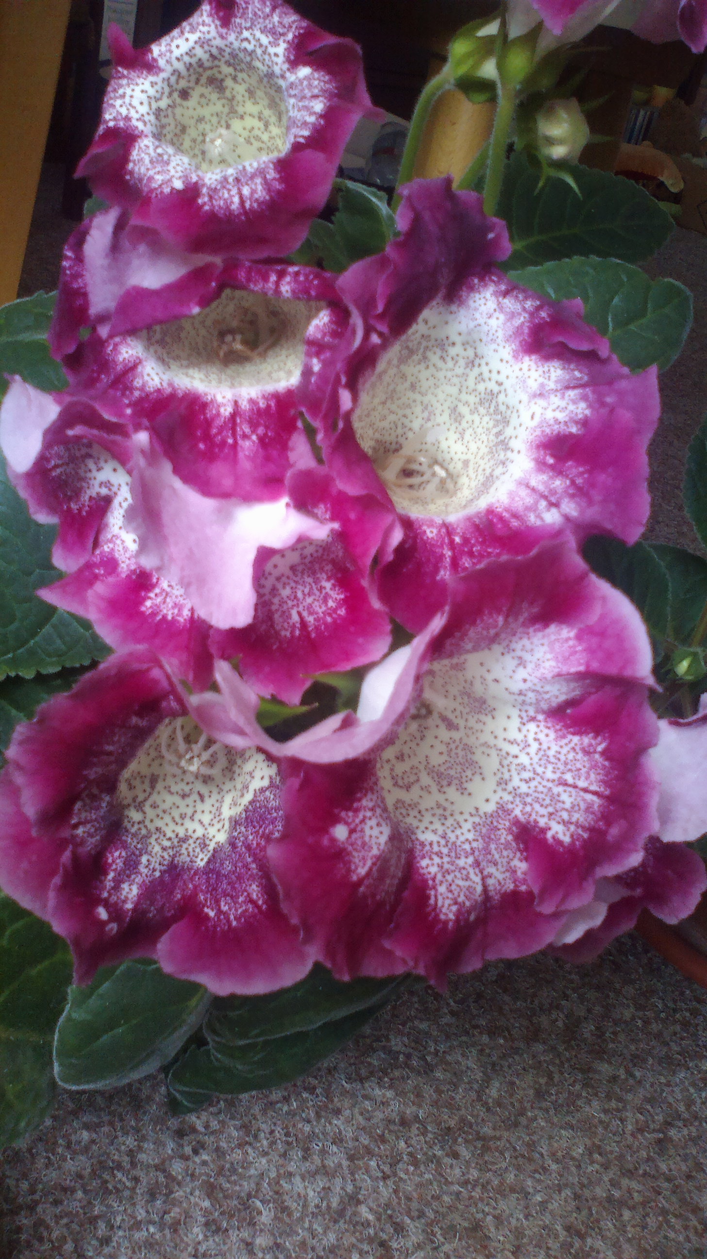 2015-08-02-0339