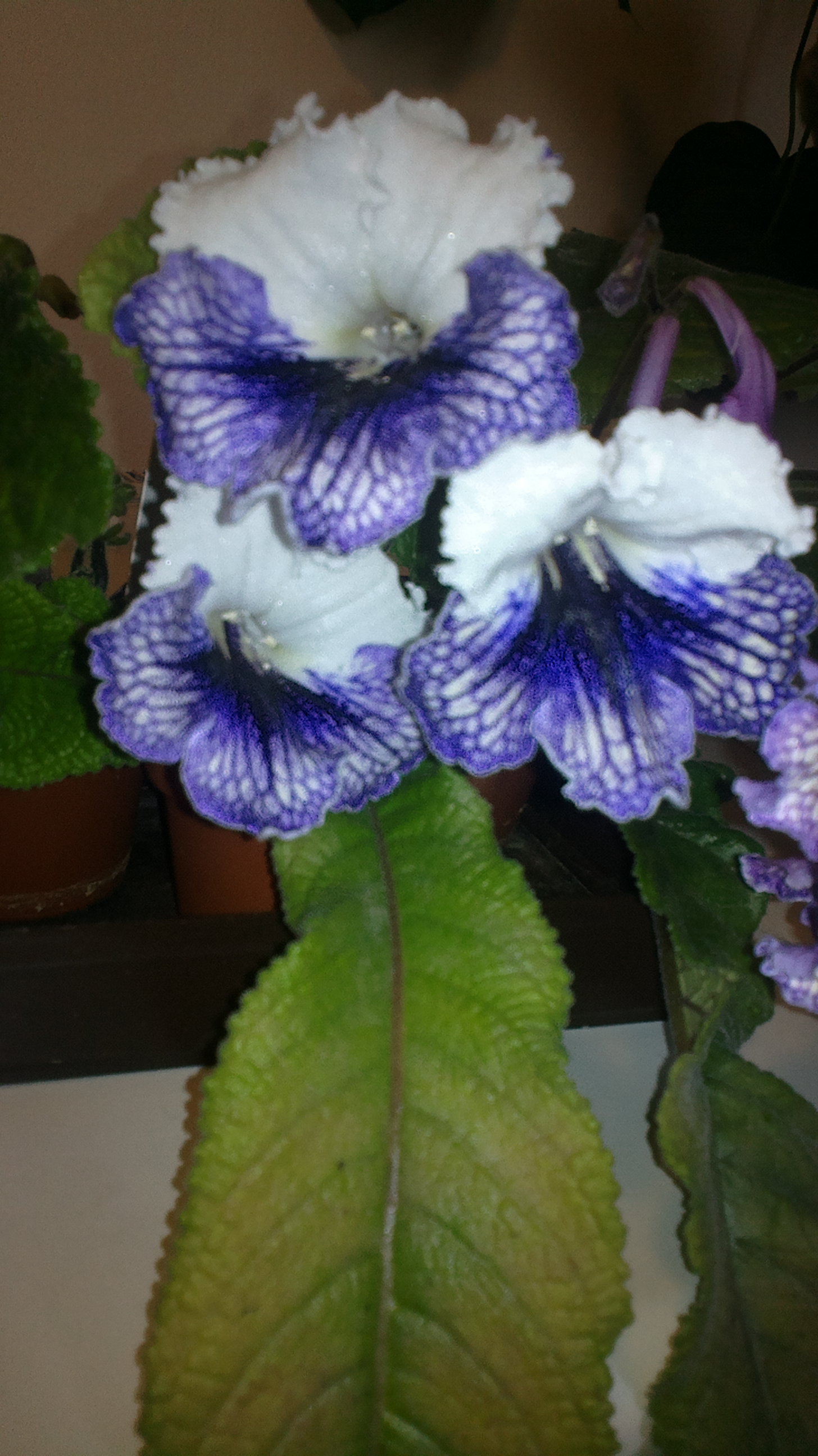 2017-07-10-0983