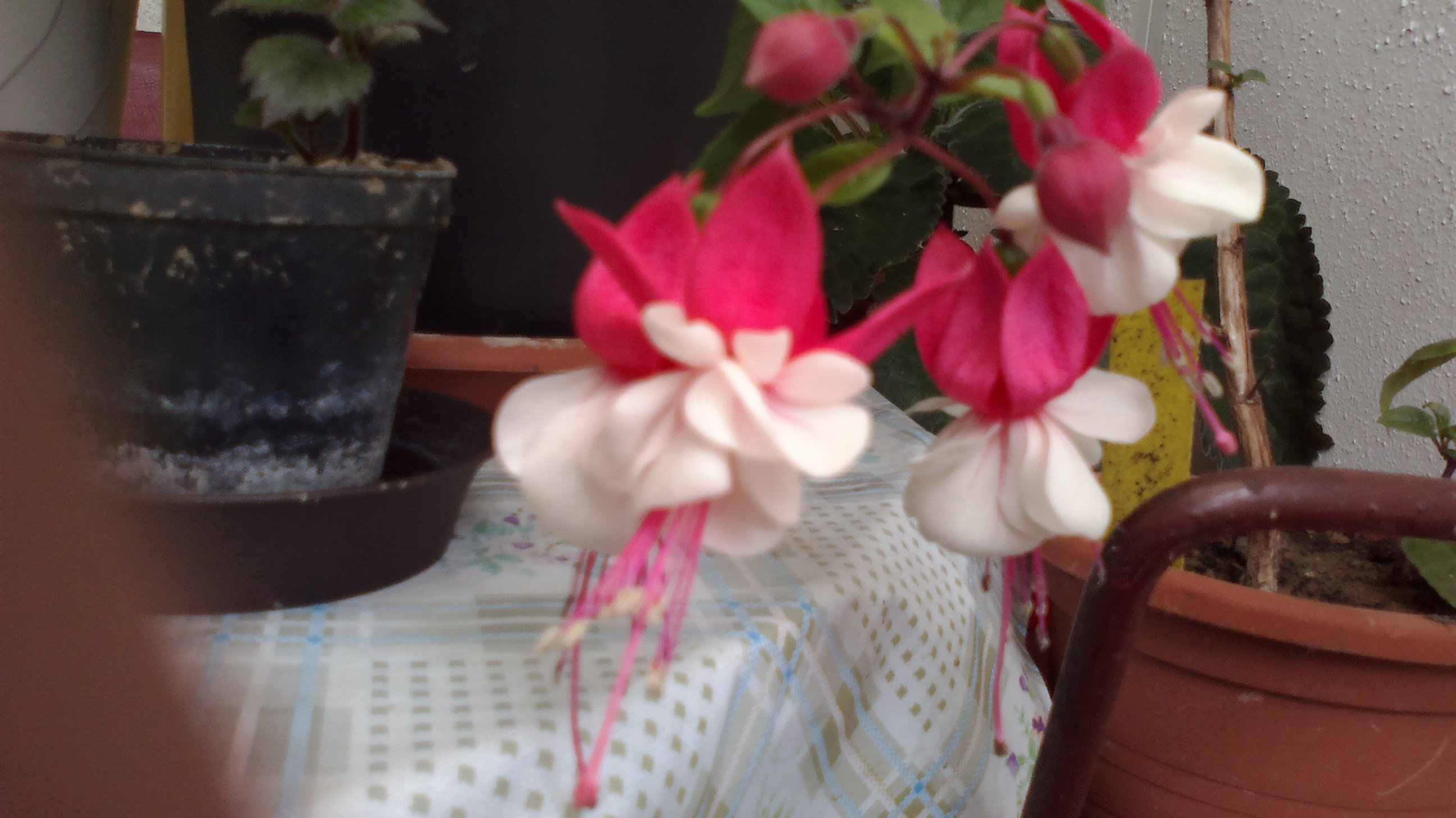 2015-06-10-0159