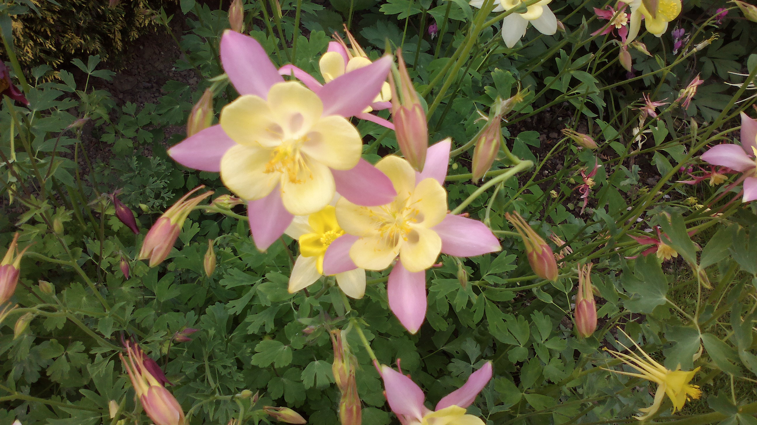 2015-05-25-0086