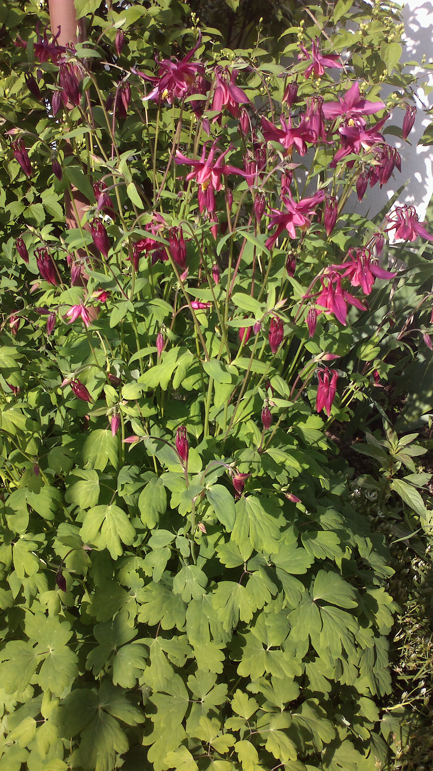 2015-06-01-0110