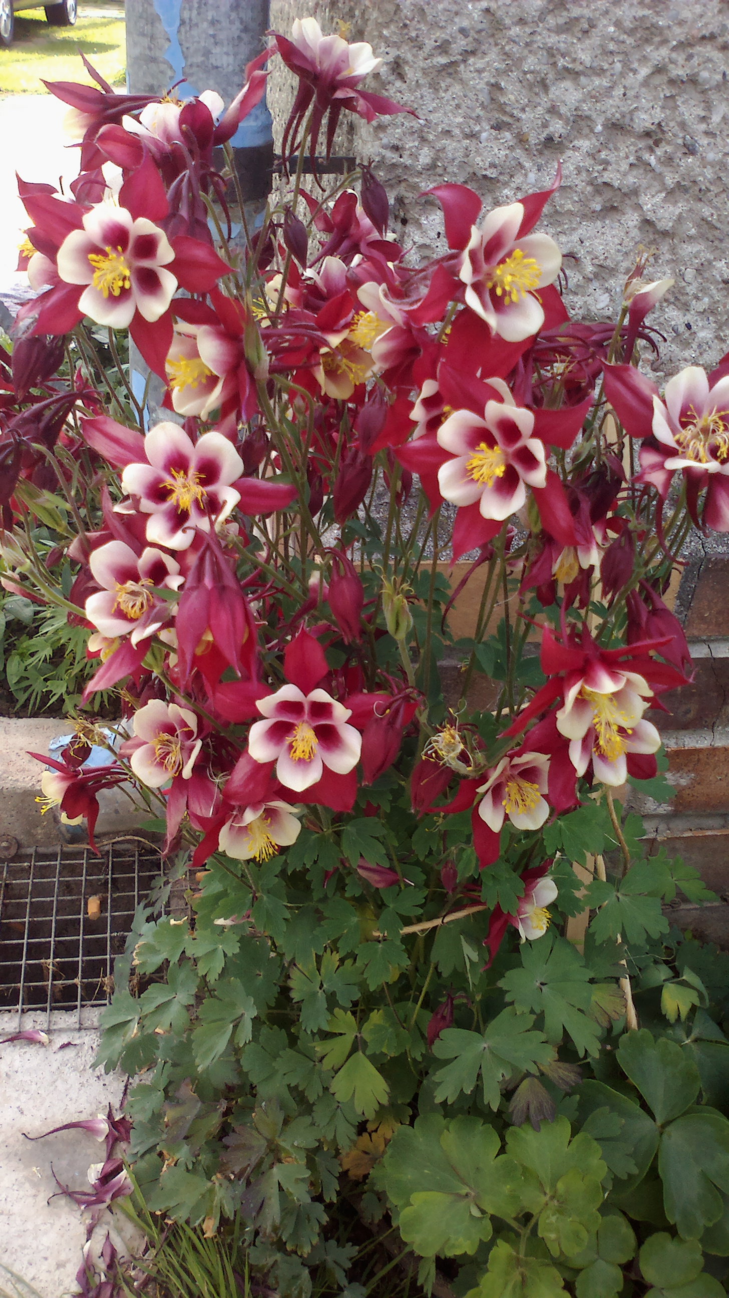 2015-06-01-0116