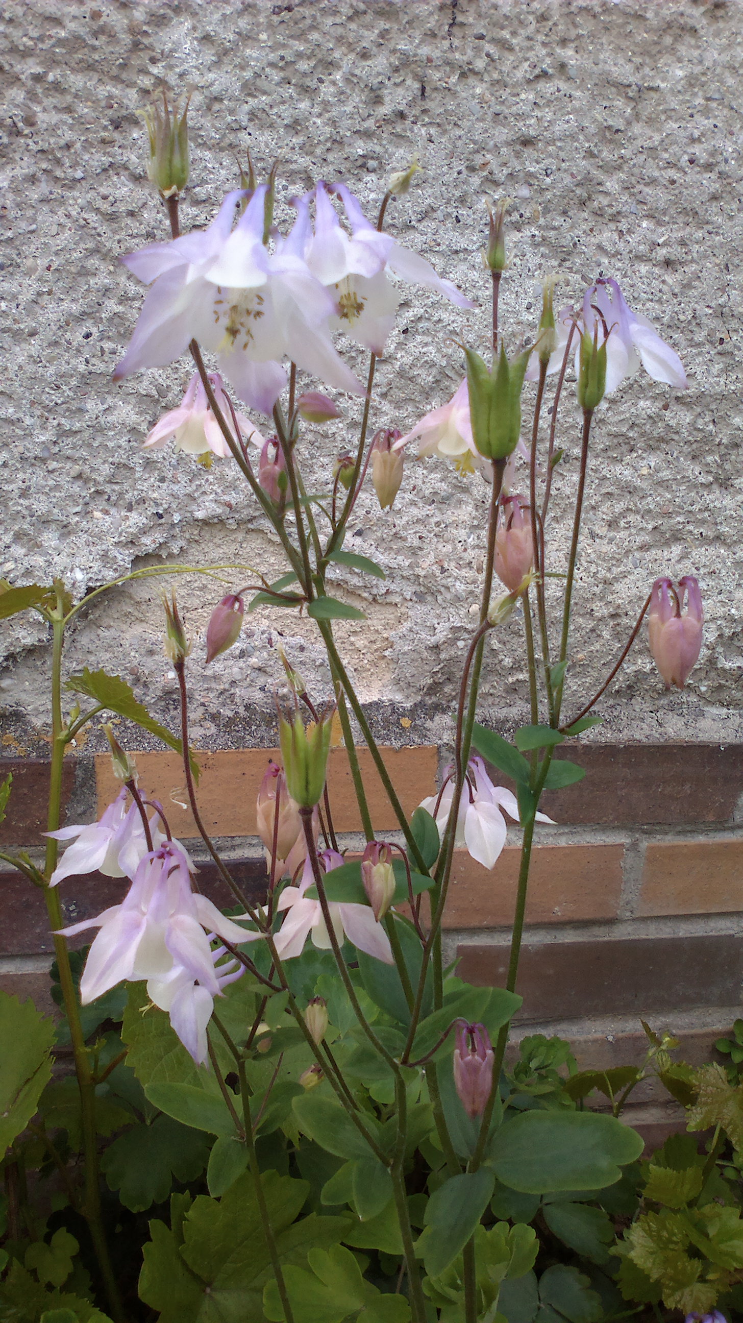 2015-06-01-0117