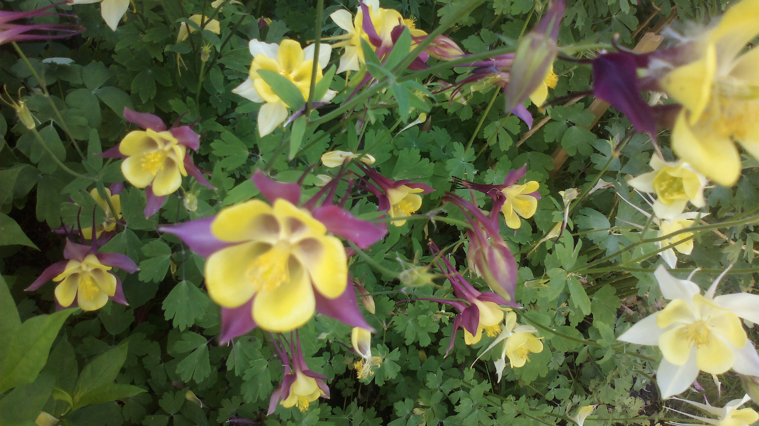 2015-06-07-0129