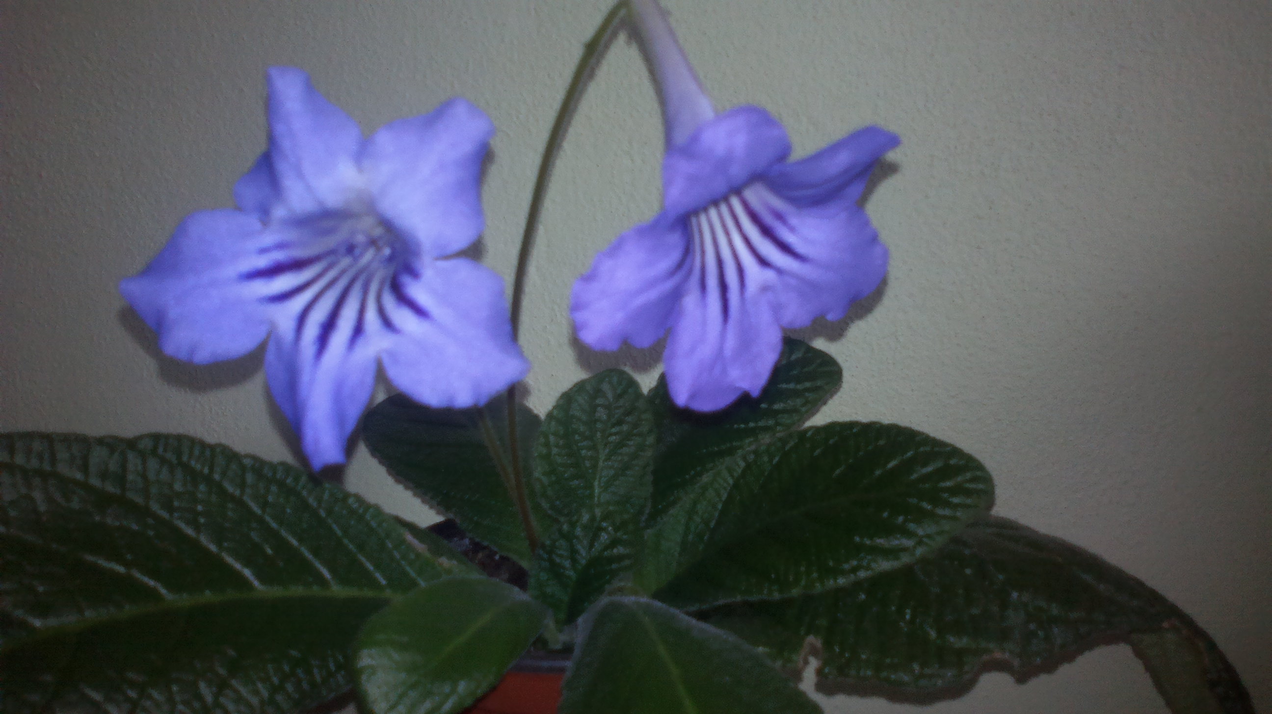 2015-09-18-0523 Wiesmoor Blue