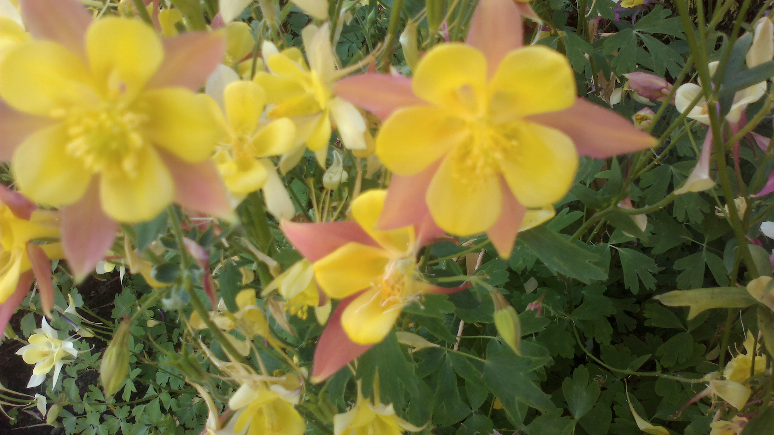 2015-06-07-0131