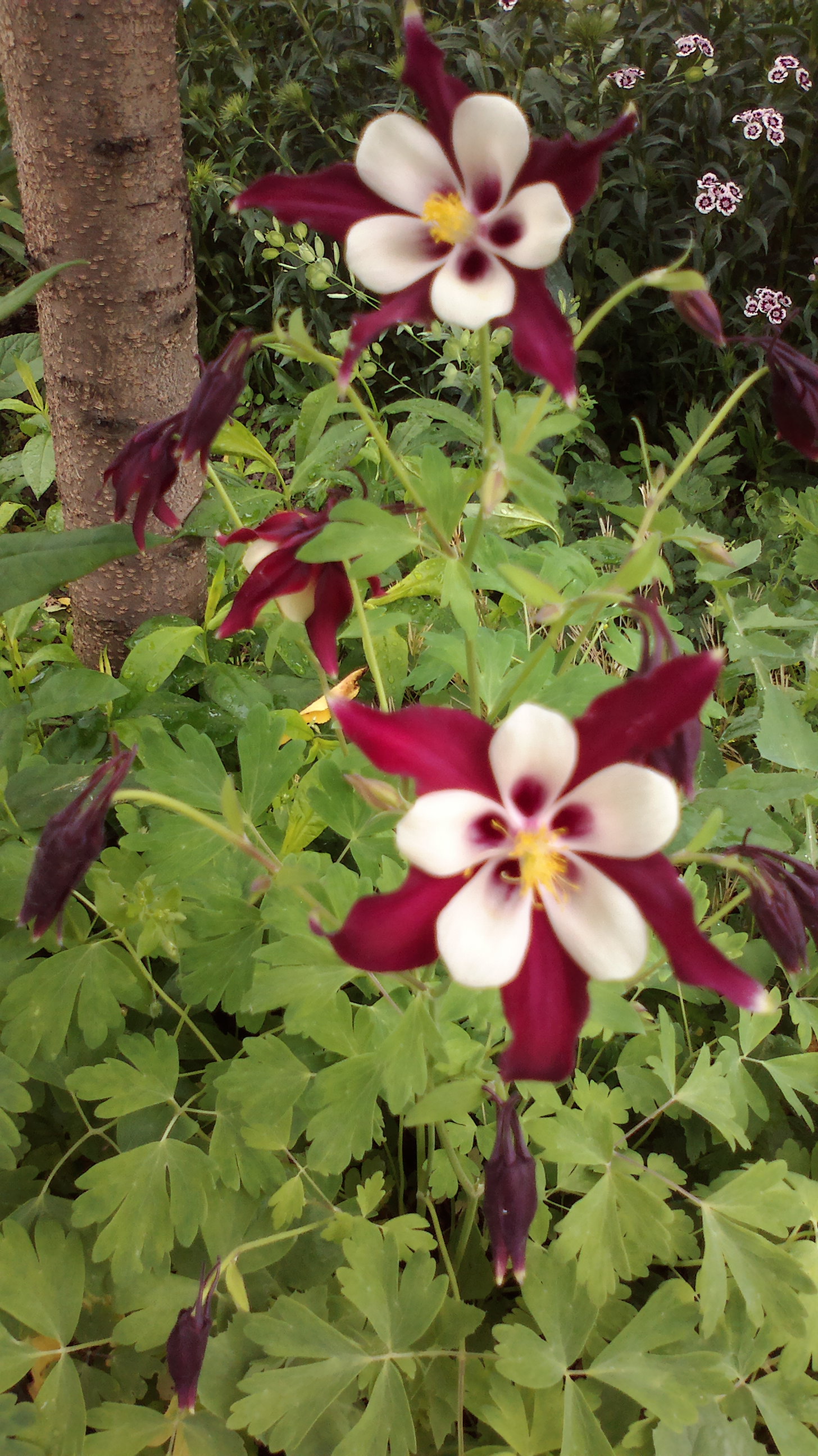 2015-06-10-0156