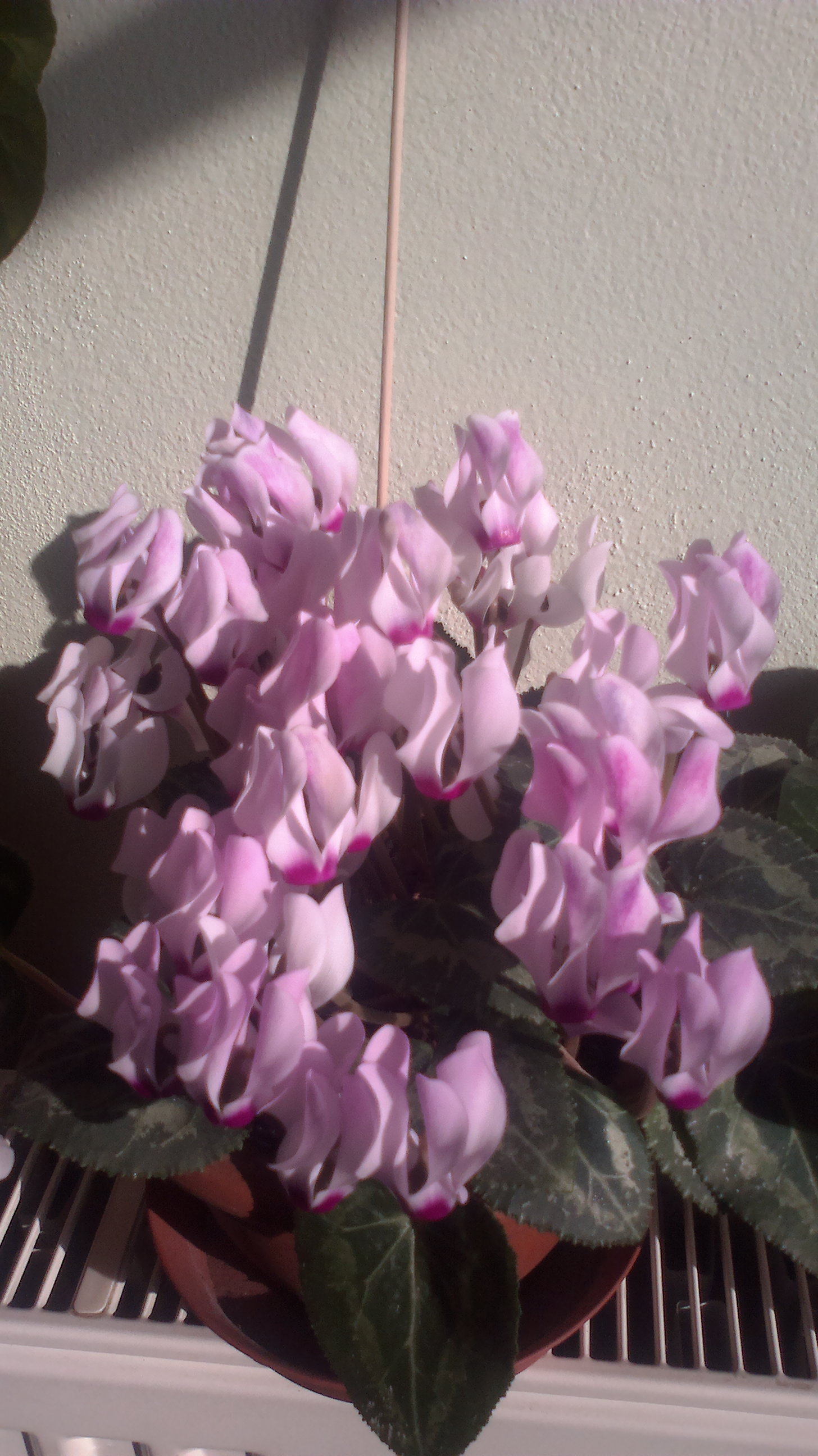 2015-03-25-0668